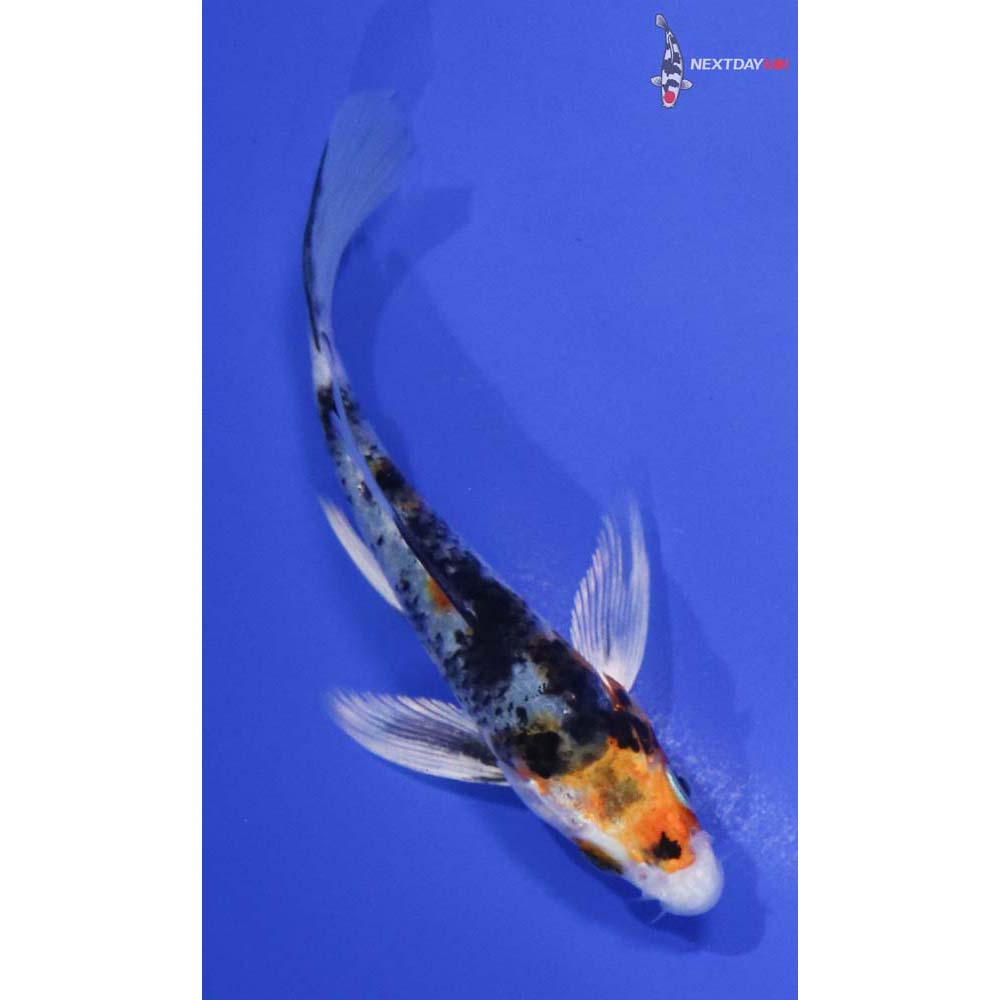 4.5” Imported Yamato Nishiki Butterfly Koi