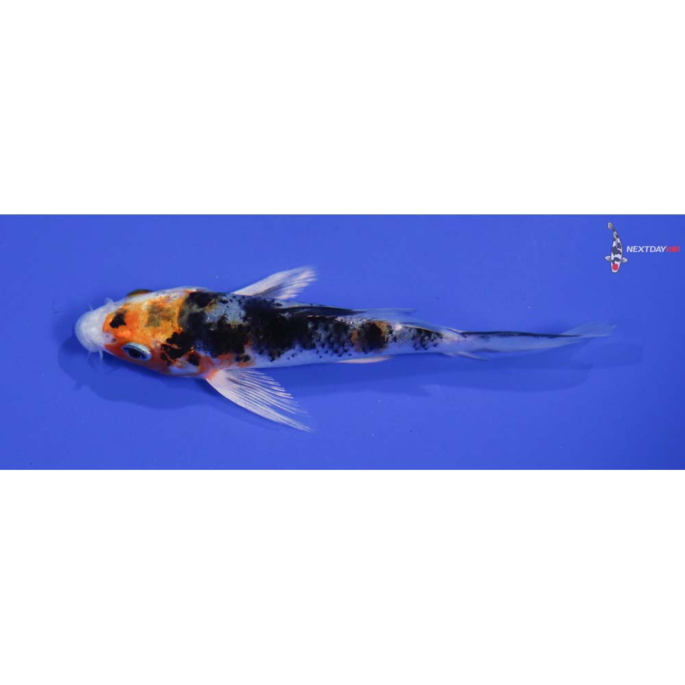 4.5” Imported Yamato Nishiki Butterfly Koi