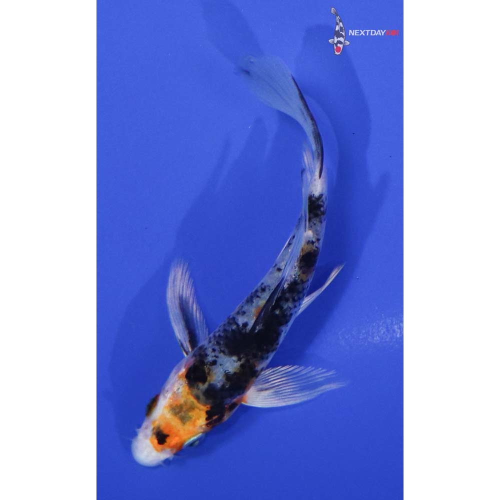 4.5” Imported Yamato Nishiki Butterfly Koi