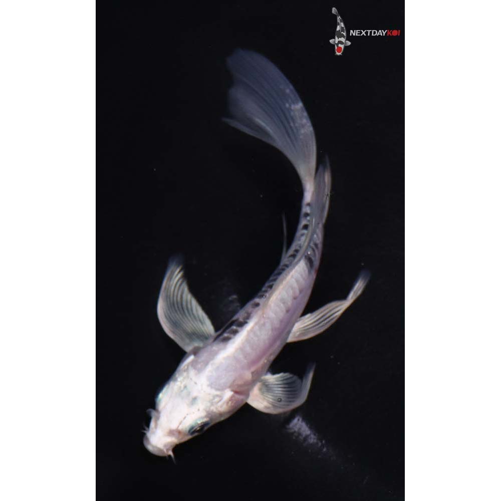 4.5” Imported Kikokuryu Butterfly Koi