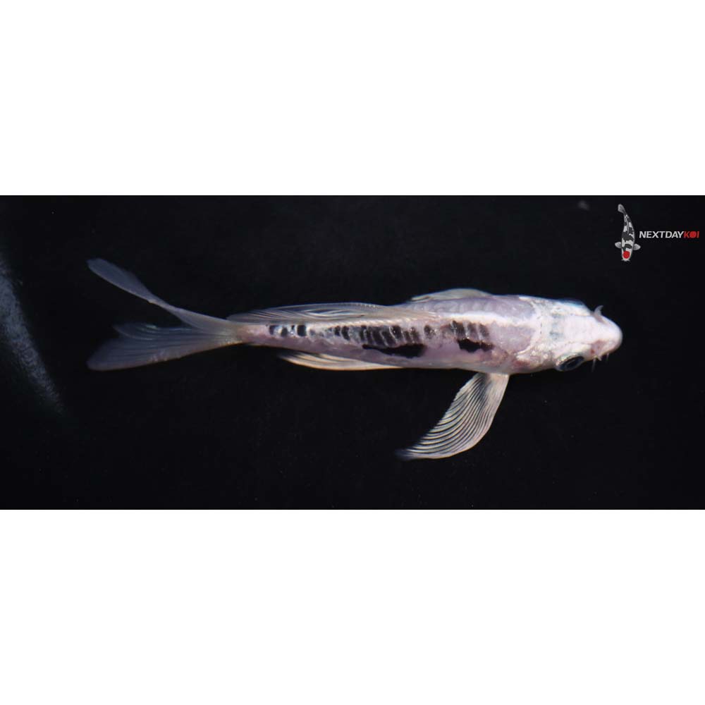 4.5” Imported Kikokuryu Butterfly Koi