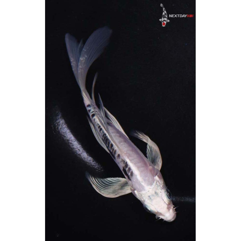 4.5” Imported Kikokuryu Butterfly Koi