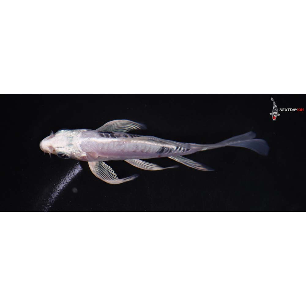 4.5” Imported Kikokuryu Butterfly Koi