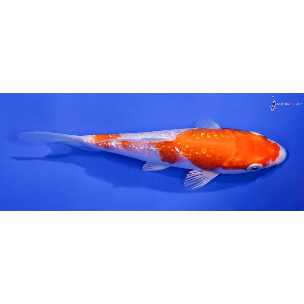 5.5” Imported Gin Rin Hariwake