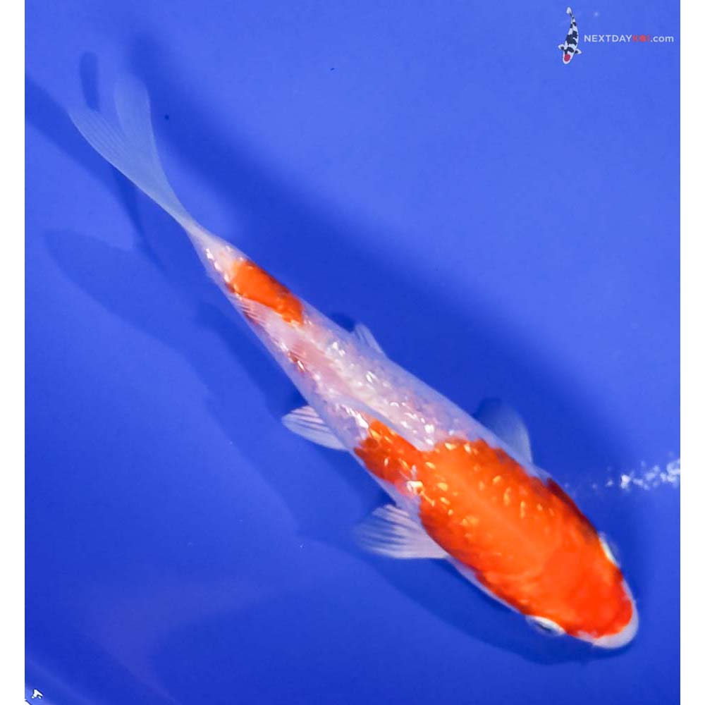 5.5” Imported Gin Rin Hariwake