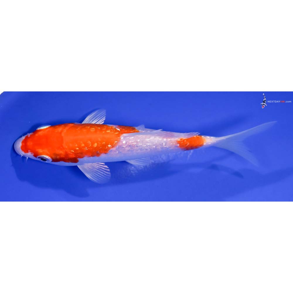 5.5” Imported Gin Rin Hariwake