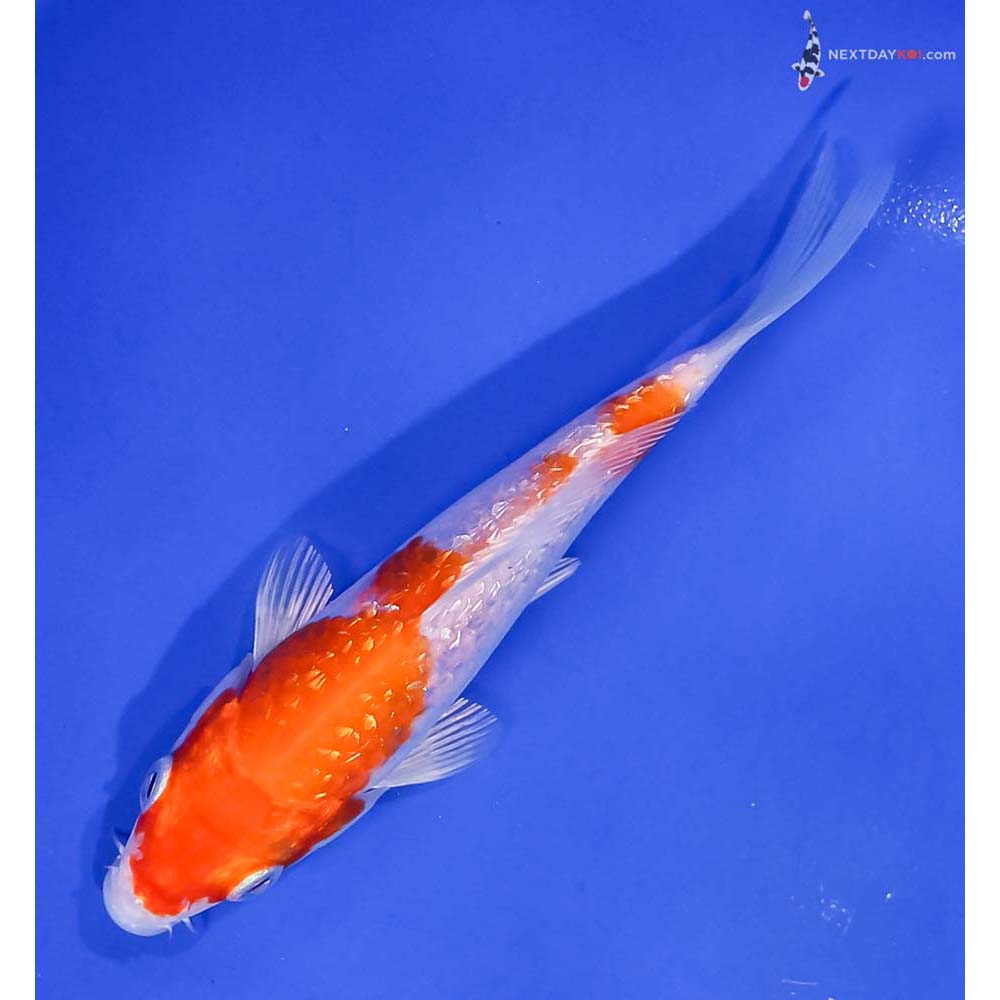 5.5” Imported Gin Rin Hariwake
