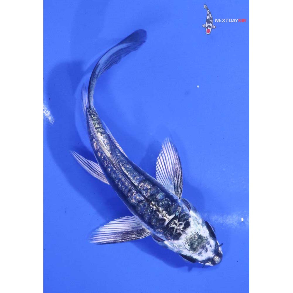 4” Imported Kikokuryu Butterfly Koi