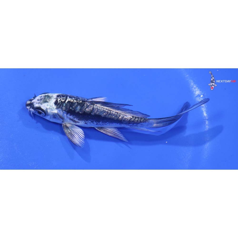 4” Imported Kikokuryu Butterfly Koi
