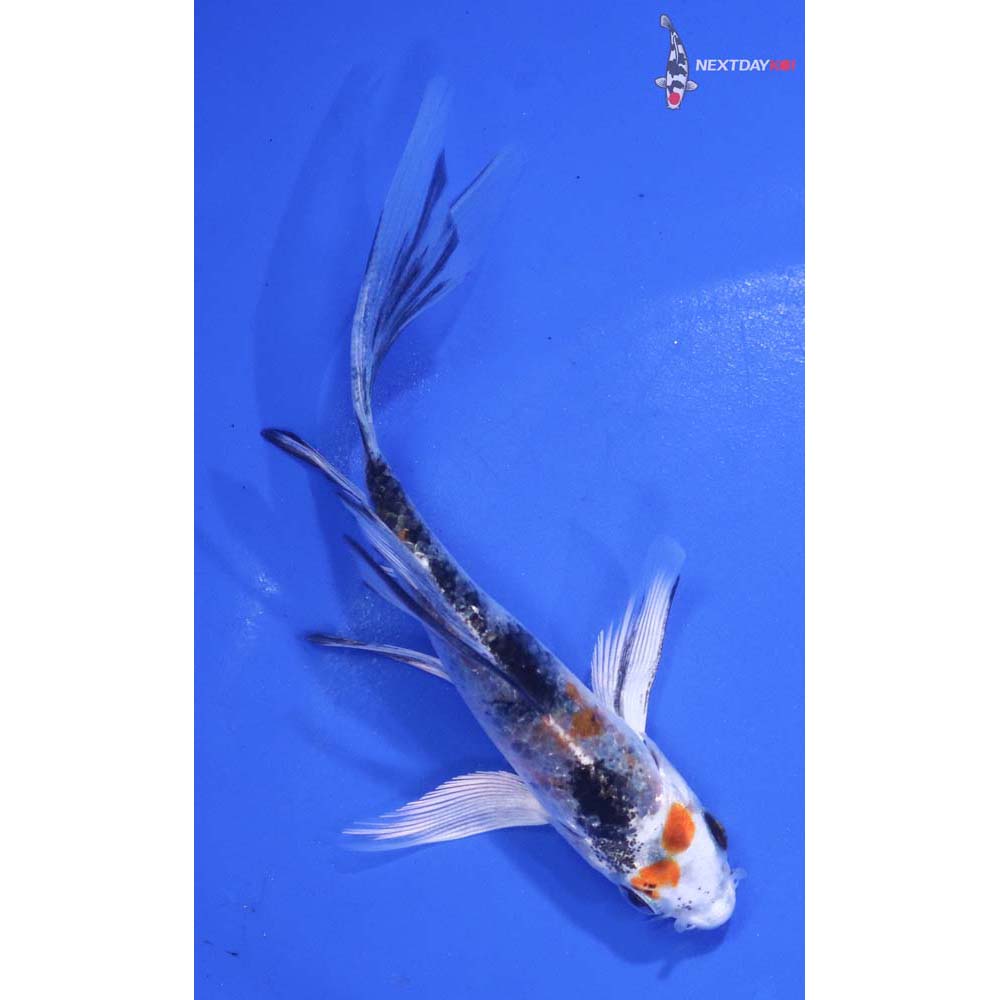 4” Imported Yamato Nishiki Butterfly Koi