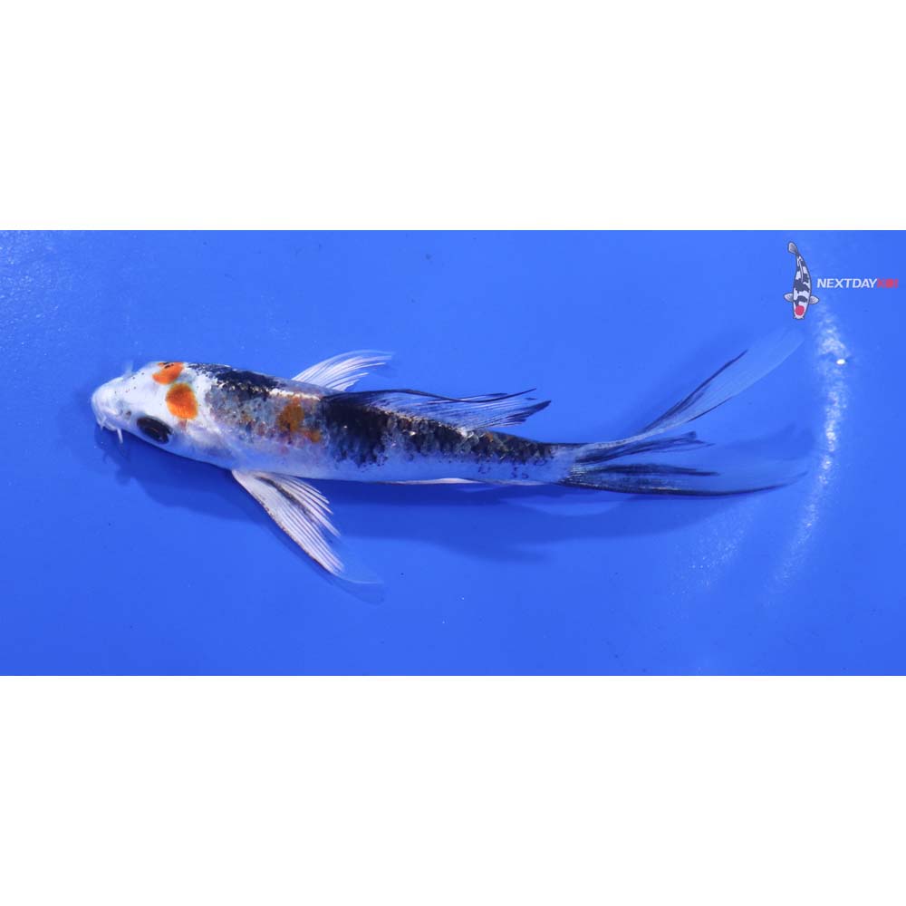 4” Imported Yamato Nishiki Butterfly Koi