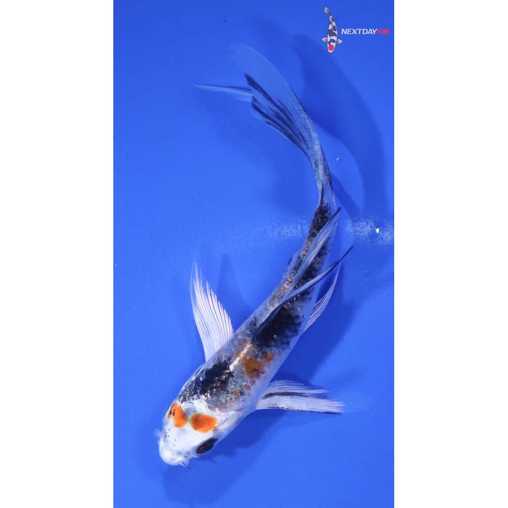 4” Imported Yamato Nishiki Butterfly Koi