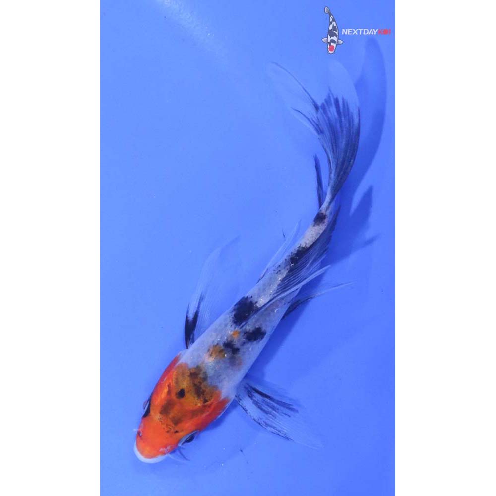 4.5” Imported Sanke Butterfly Koi