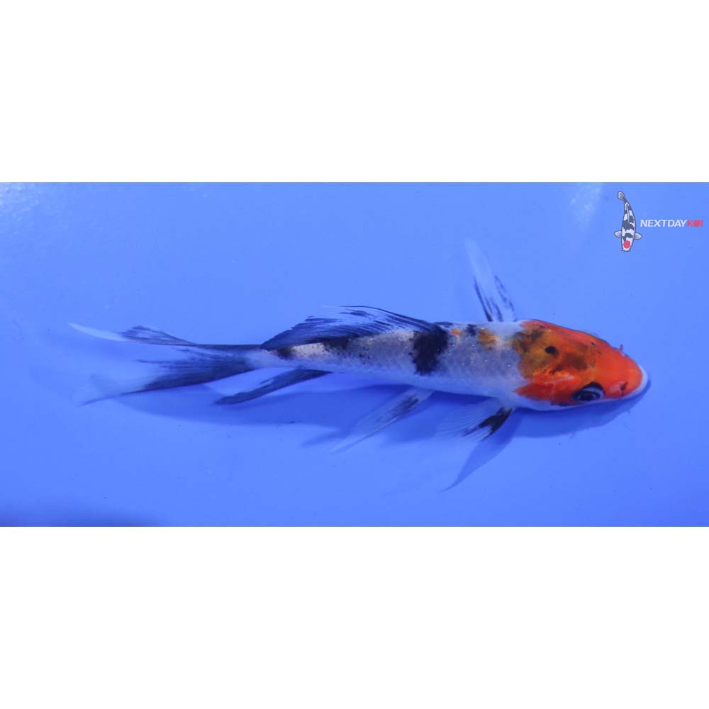 4.5” Imported Sanke Butterfly Koi