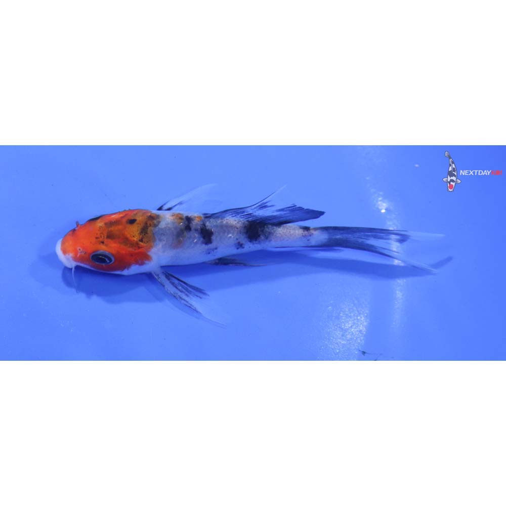 4.5” Imported Sanke Butterfly Koi