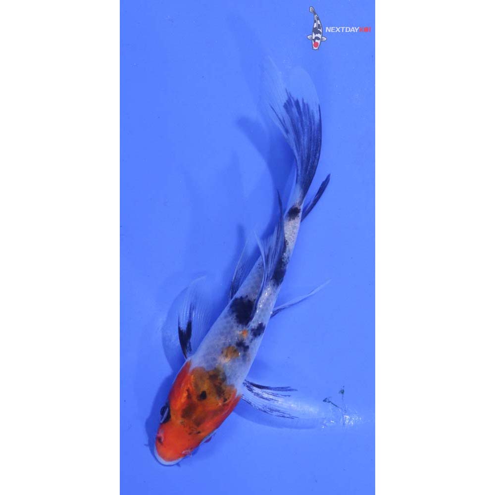 4.5” Imported Sanke Butterfly Koi