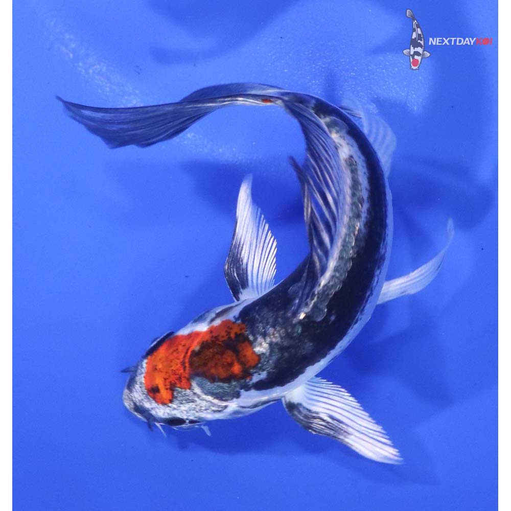 4.5” Imported Kin Kikokuryu Butterfly Koi