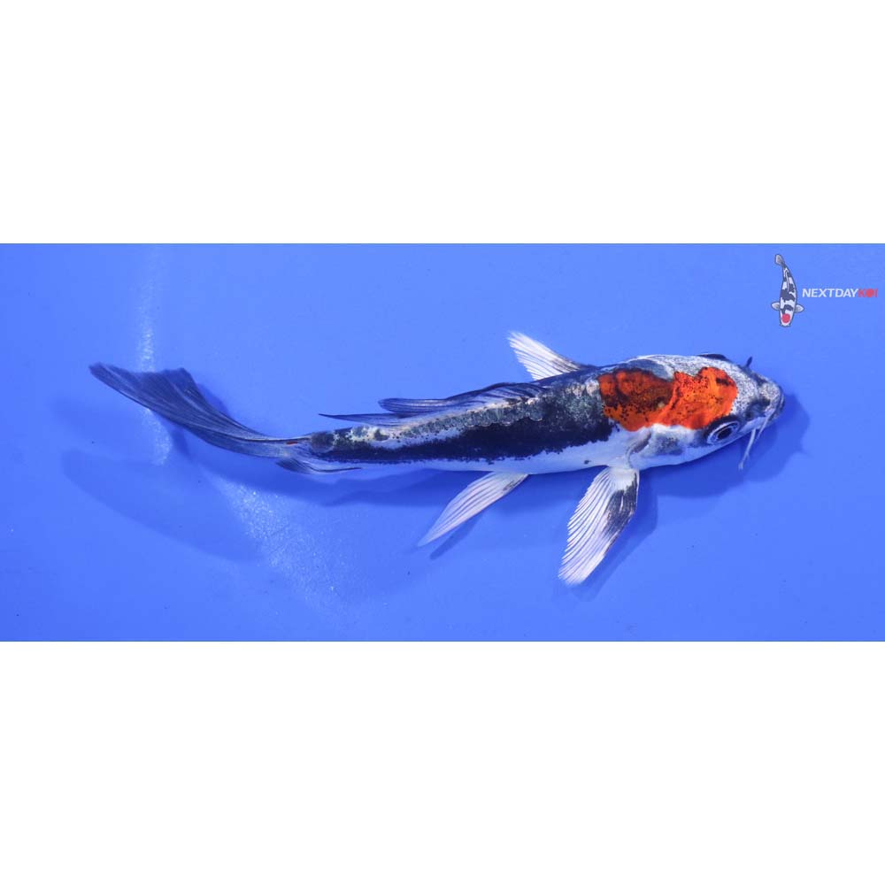 4.5” Imported Kin Kikokuryu Butterfly Koi