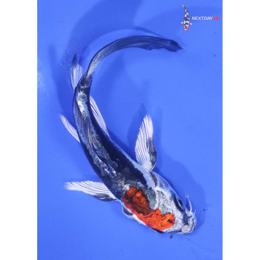 4.5” Imported Kin Kikokuryu Butterfly Koi