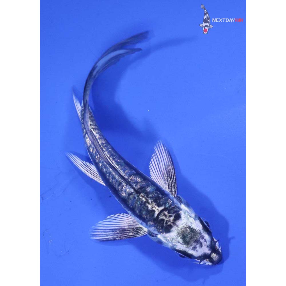 4” Imported Kikokuryu Butterfly Koi