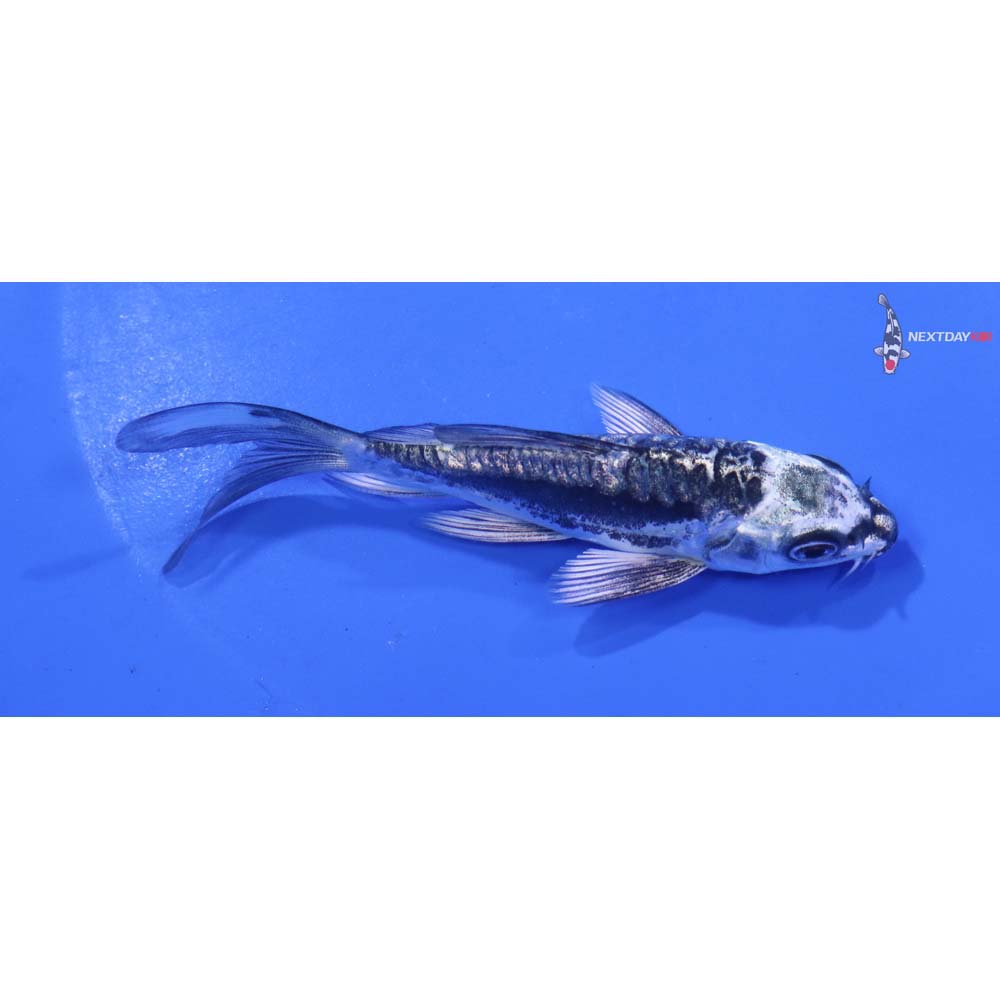 4” Imported Kikokuryu Butterfly Koi