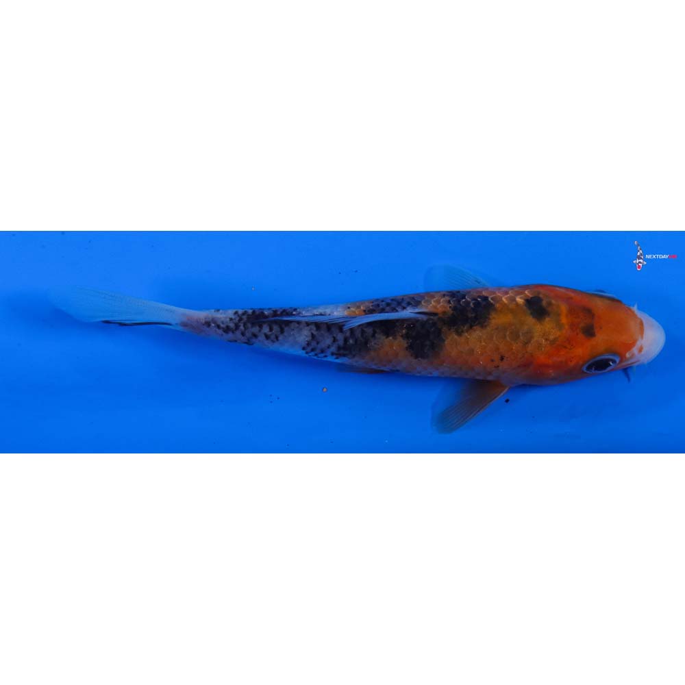 4.5” Imported Sanke
