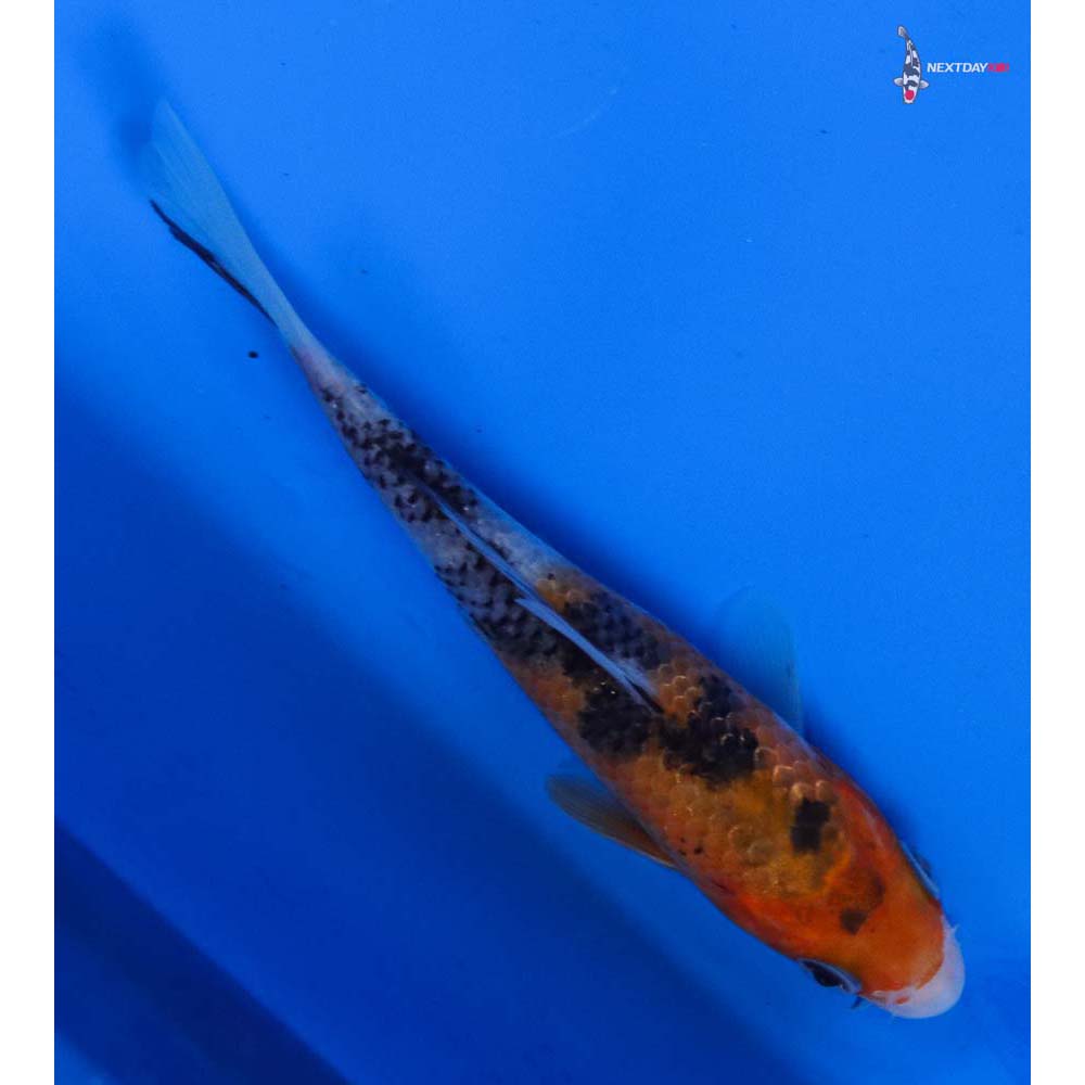 4.5” Imported Sanke