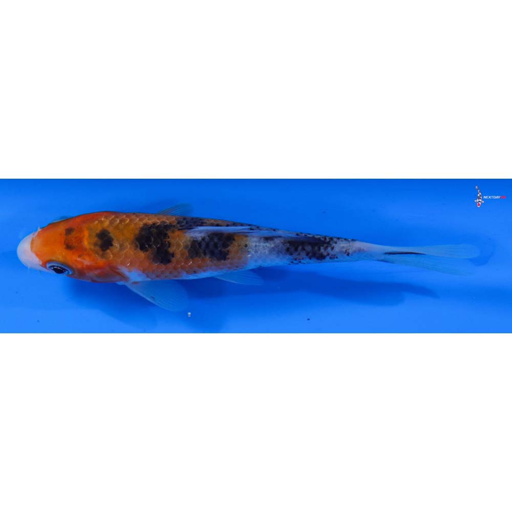 4.5” Imported Sanke