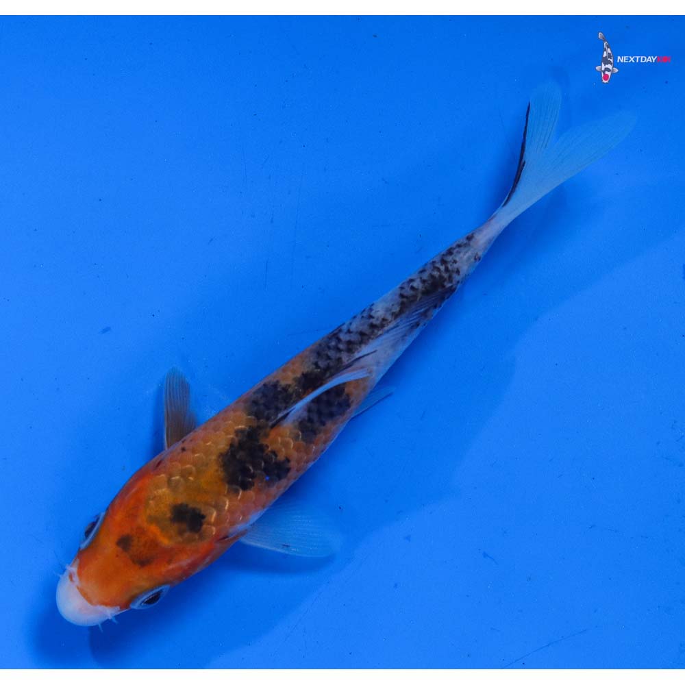 4.5” Imported Sanke