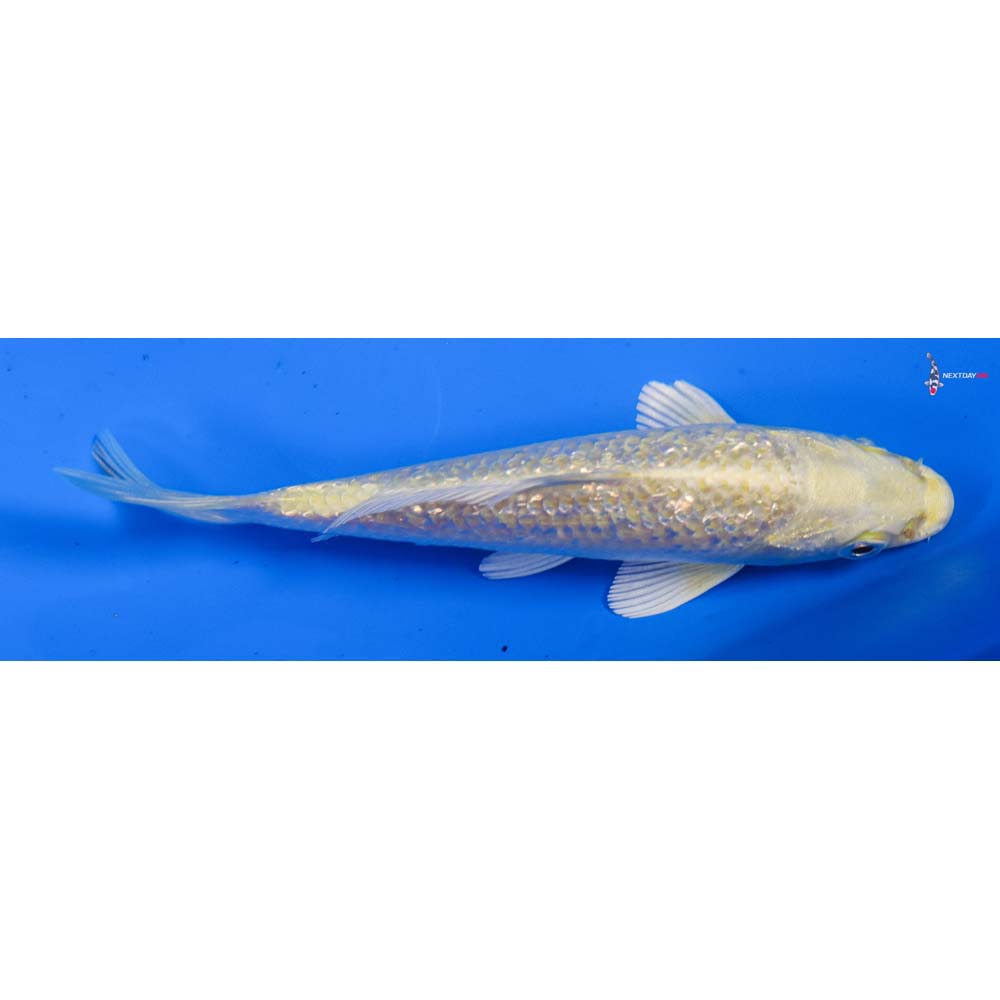 5” Imported Gin Rin Yamabuki Ogon