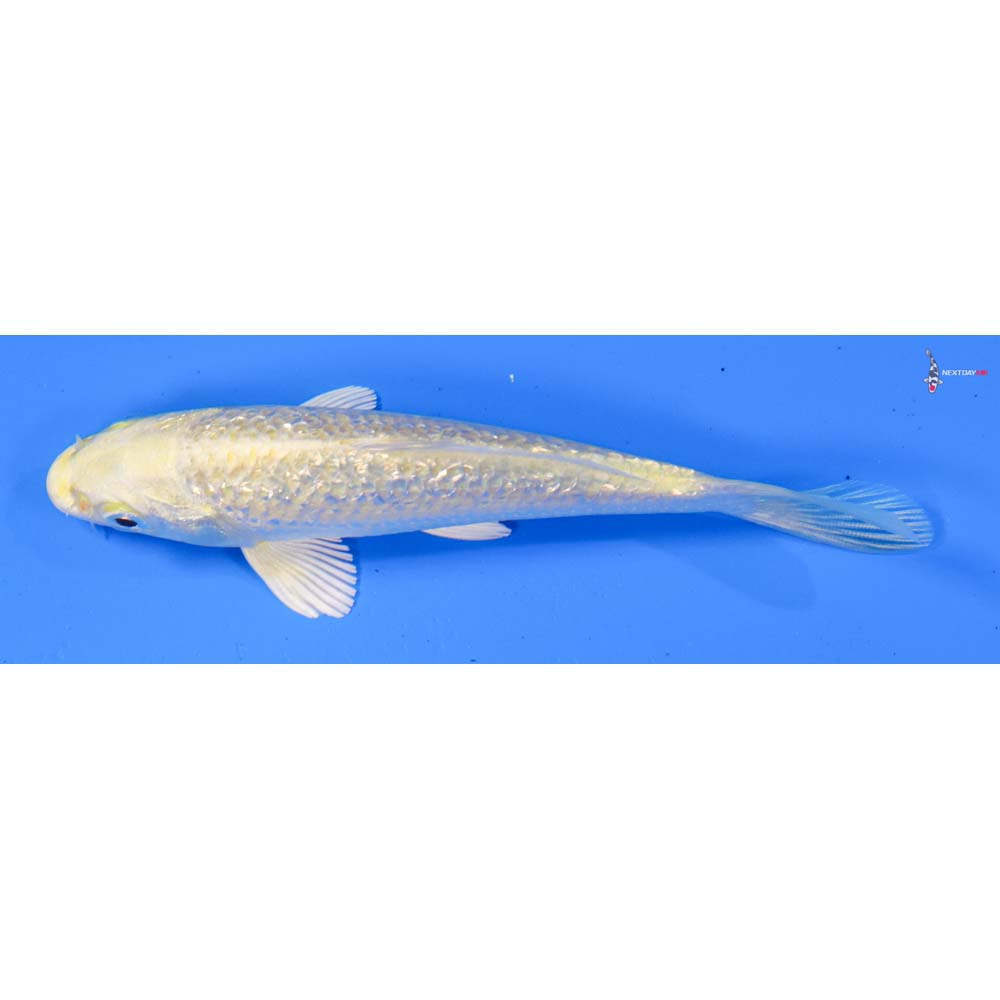 5” Imported Gin Rin Yamabuki Ogon
