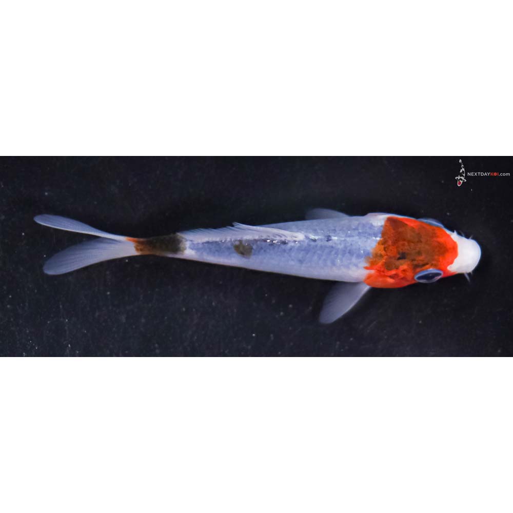 3.5” Imported Goromo