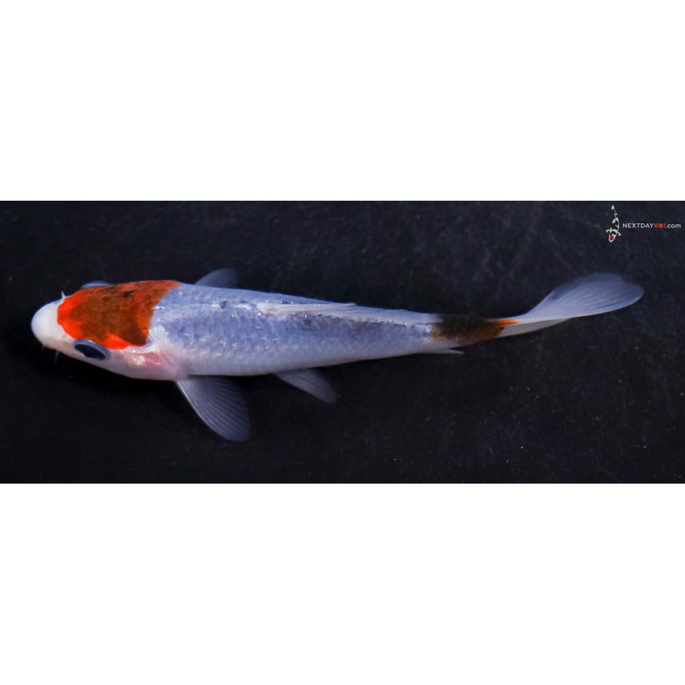 3.5” Imported Goromo