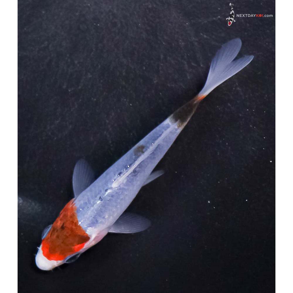3.5” Imported Goromo