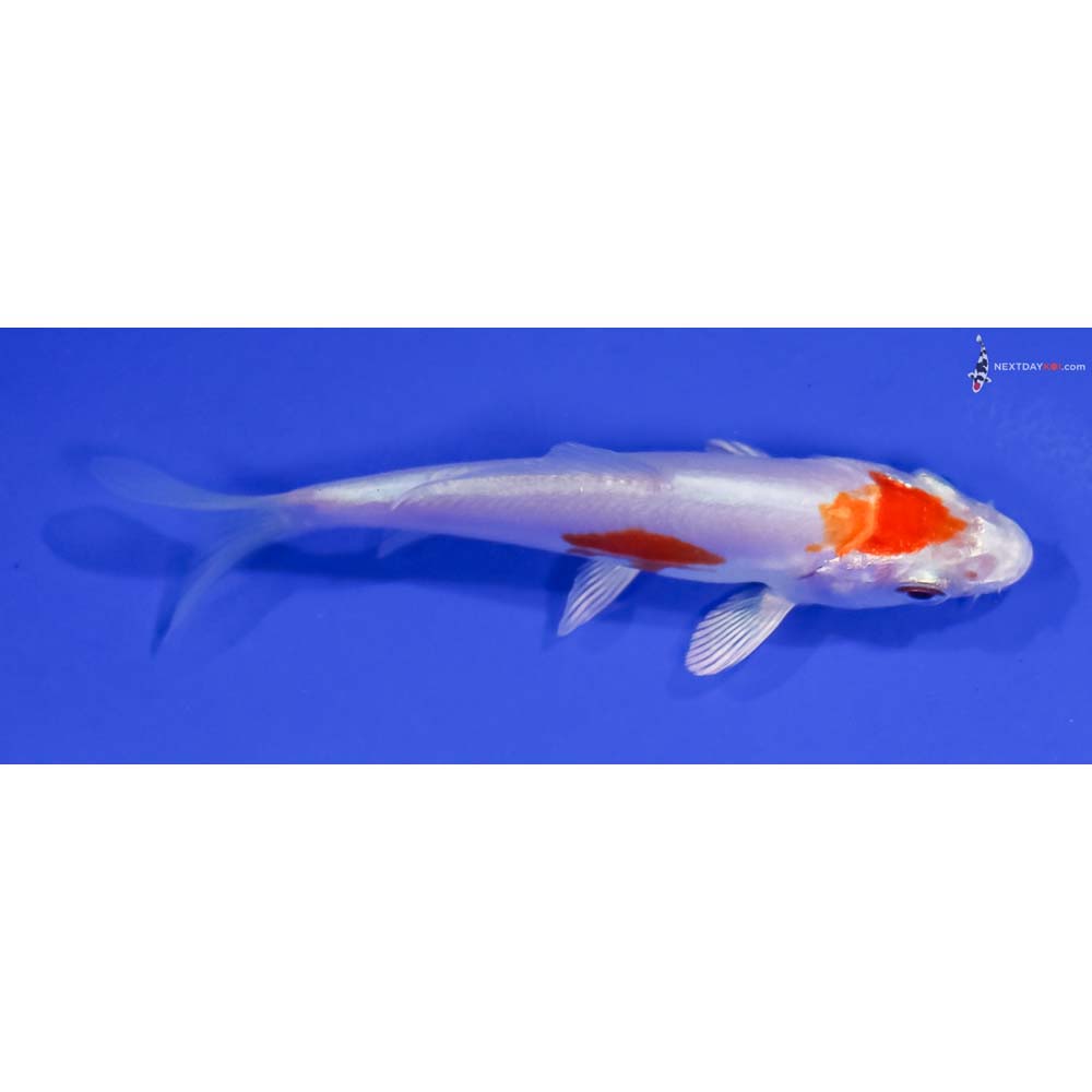 3.5” Imported Kikusui