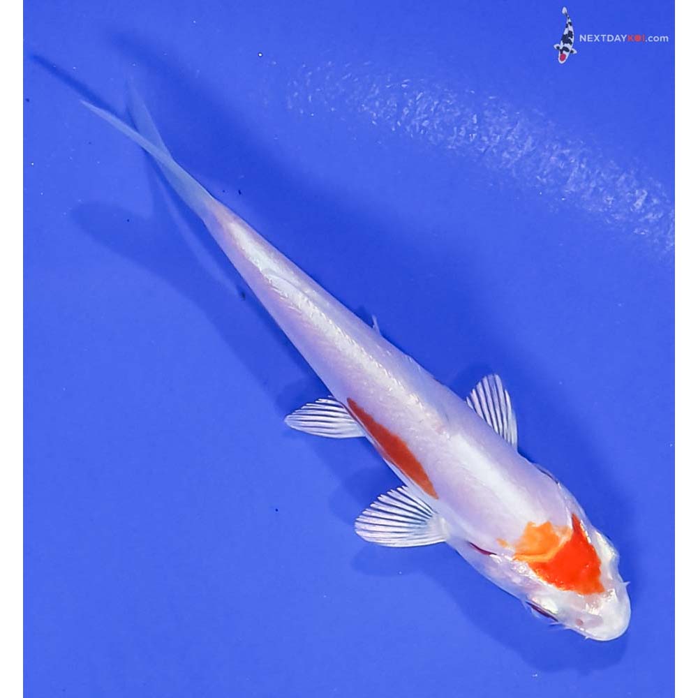 3.5” Imported Kikusui