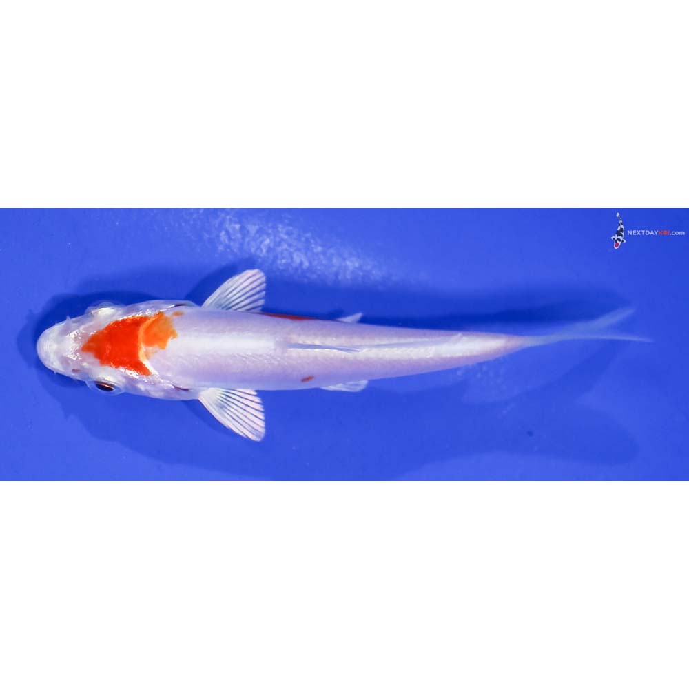 3.5” Imported Kikusui