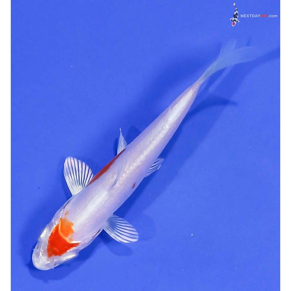 3.5” Imported Kikusui