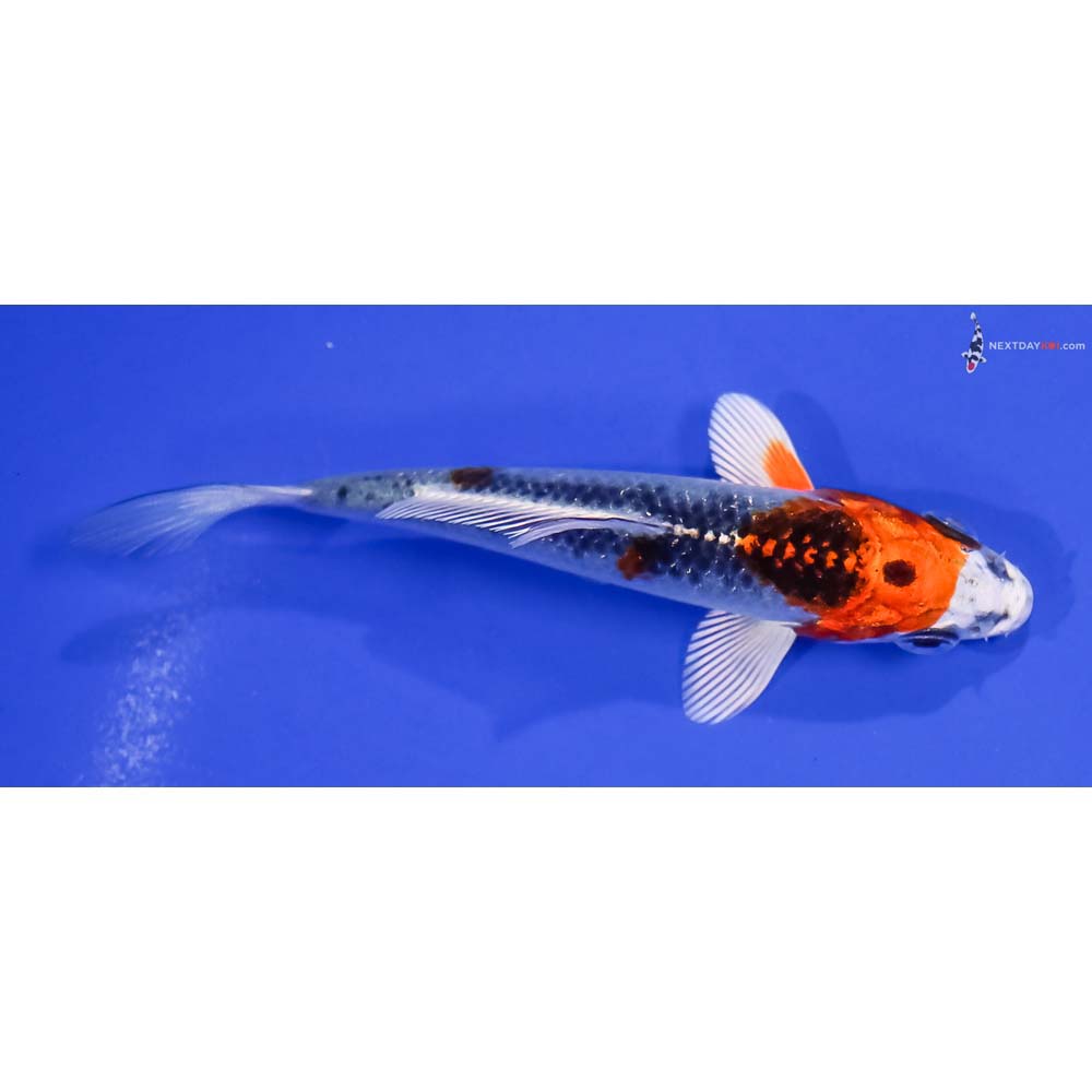 3.5” Imported Kujaku