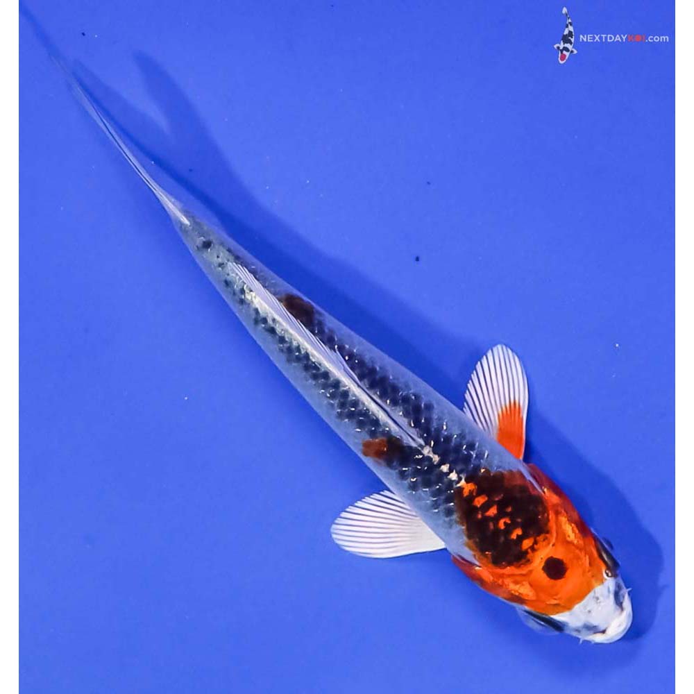 3.5” Imported Kujaku