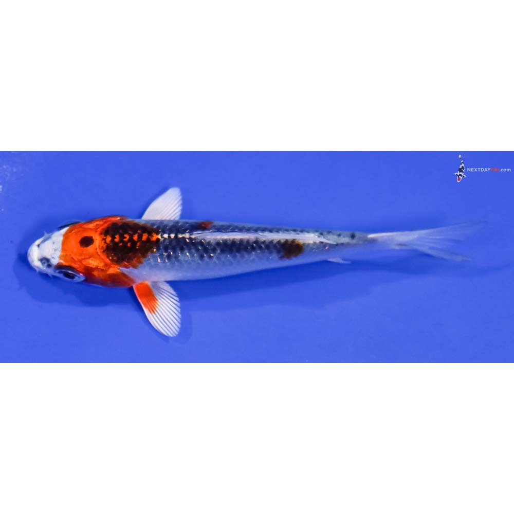 3.5” Imported Kujaku