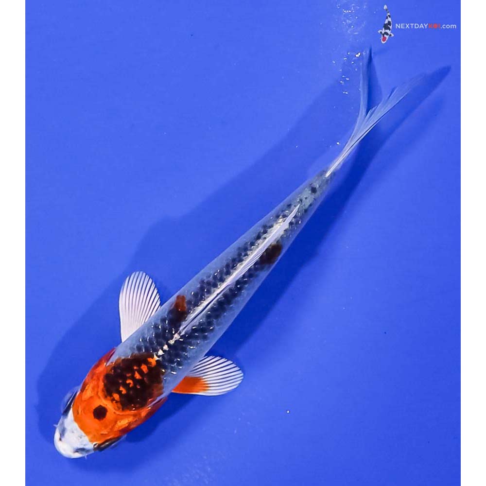 3.5” Imported Kujaku