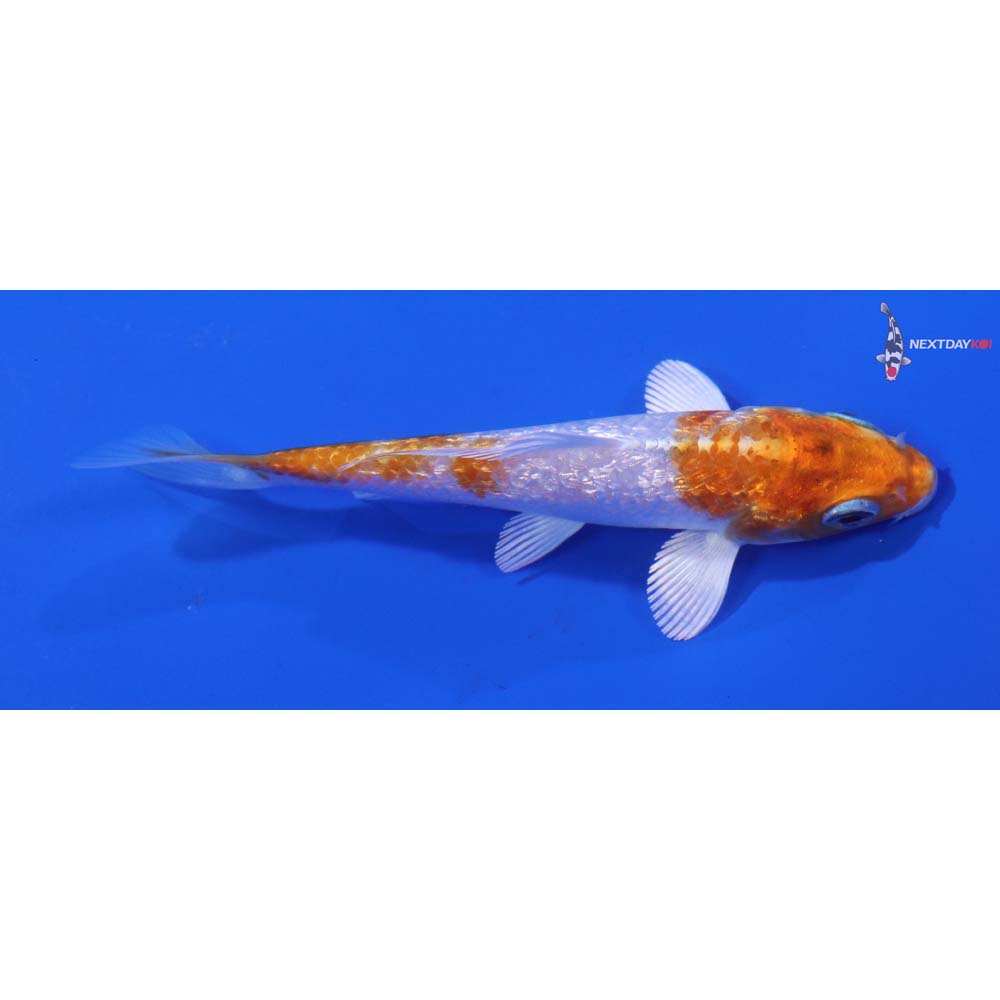 3.5” Imported Gin Rin Hariwake