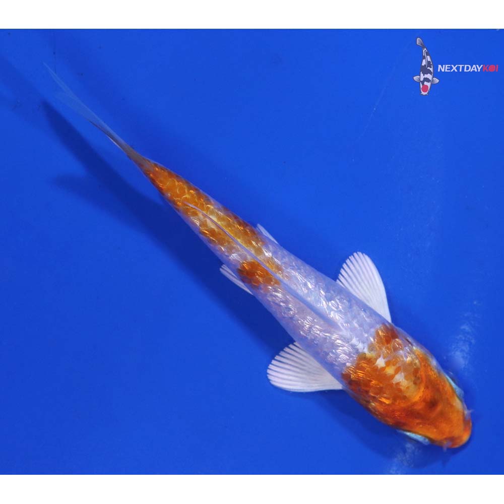 3.5” Imported Gin Rin Hariwake