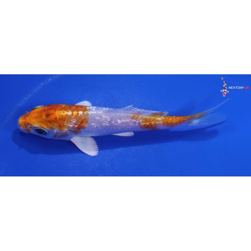 3.5” Imported Gin Rin Hariwake