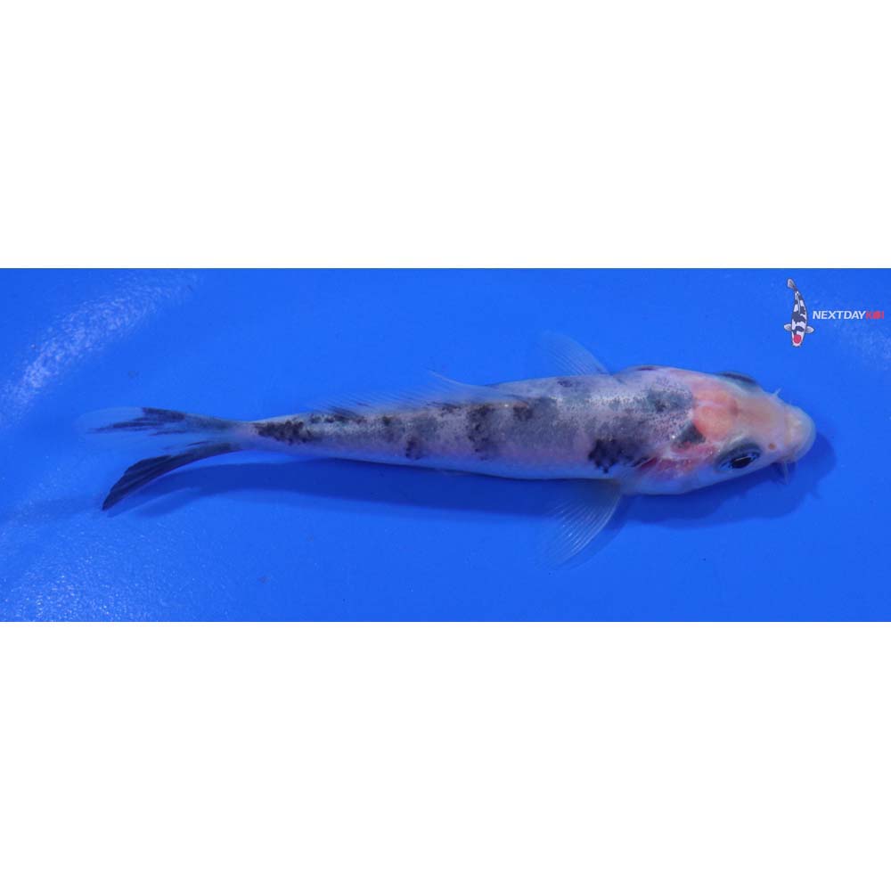 3.5” Imported Shiro Bekko