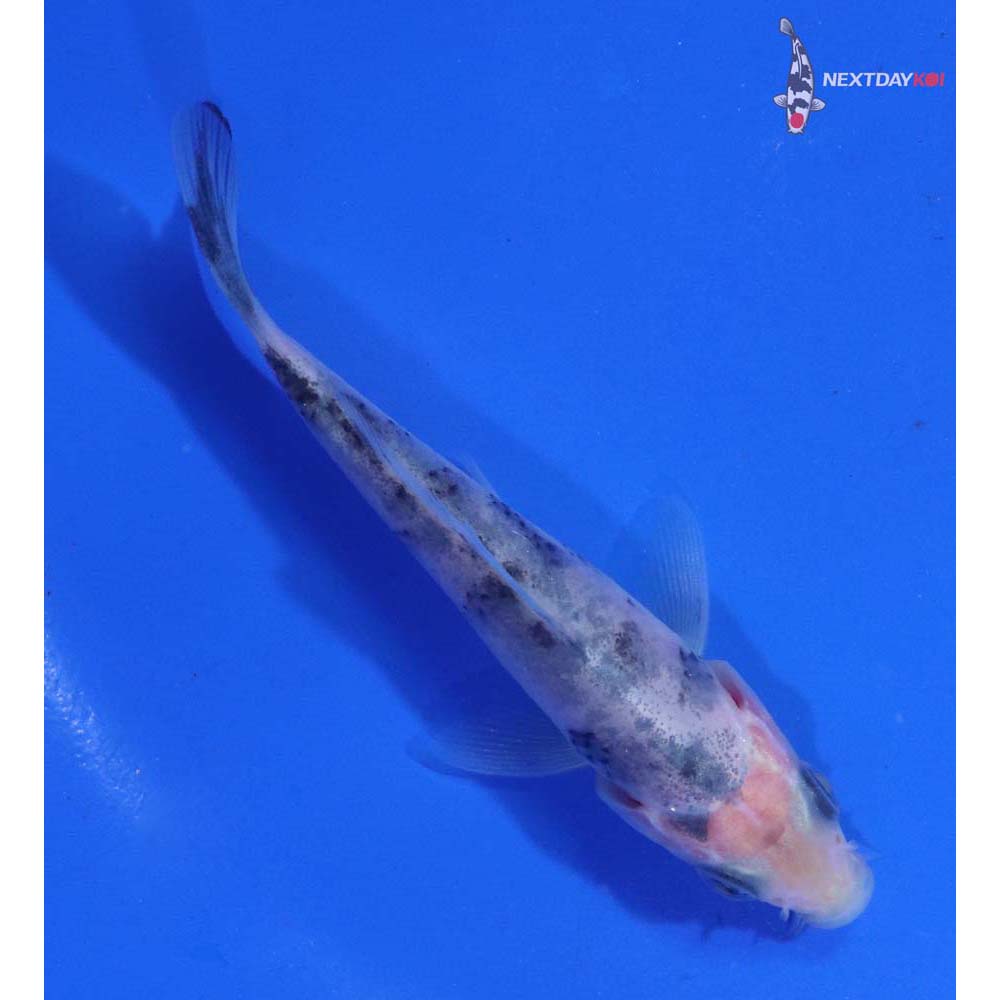 3.5” Imported Shiro Bekko