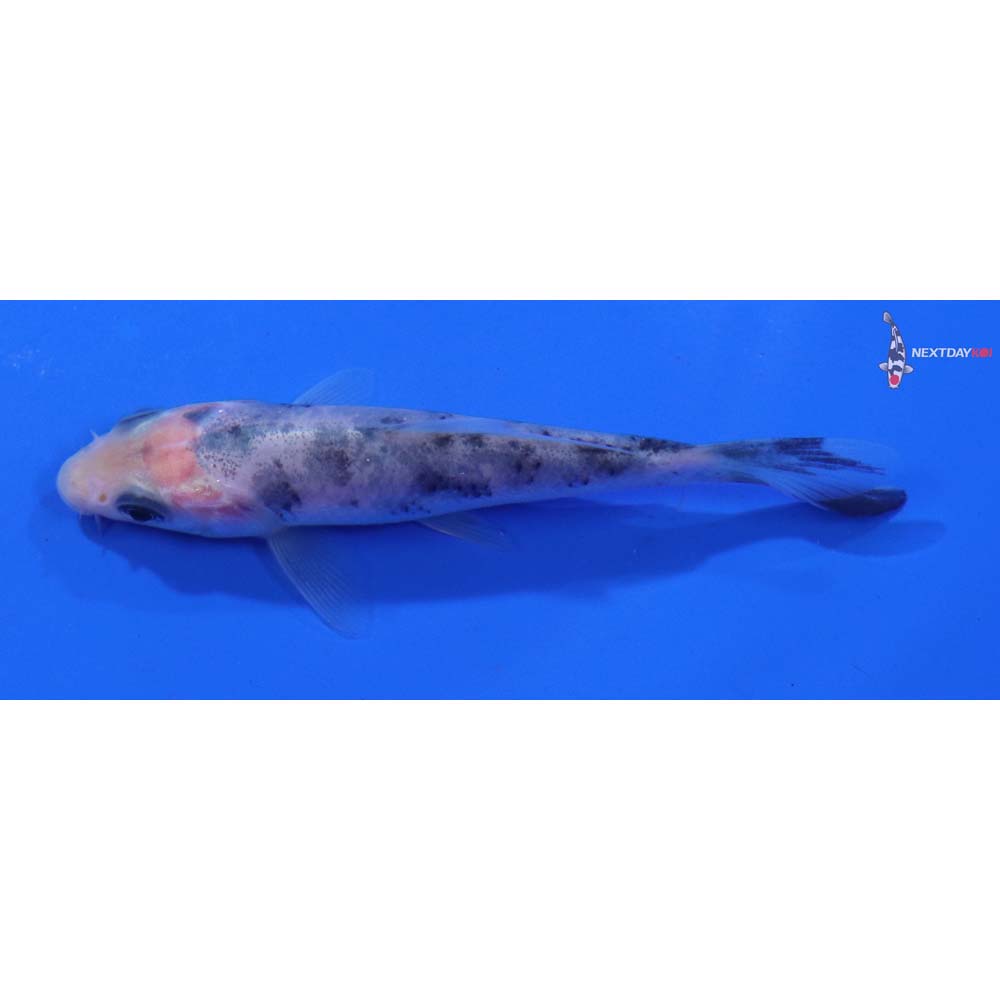 3.5” Imported Shiro Bekko