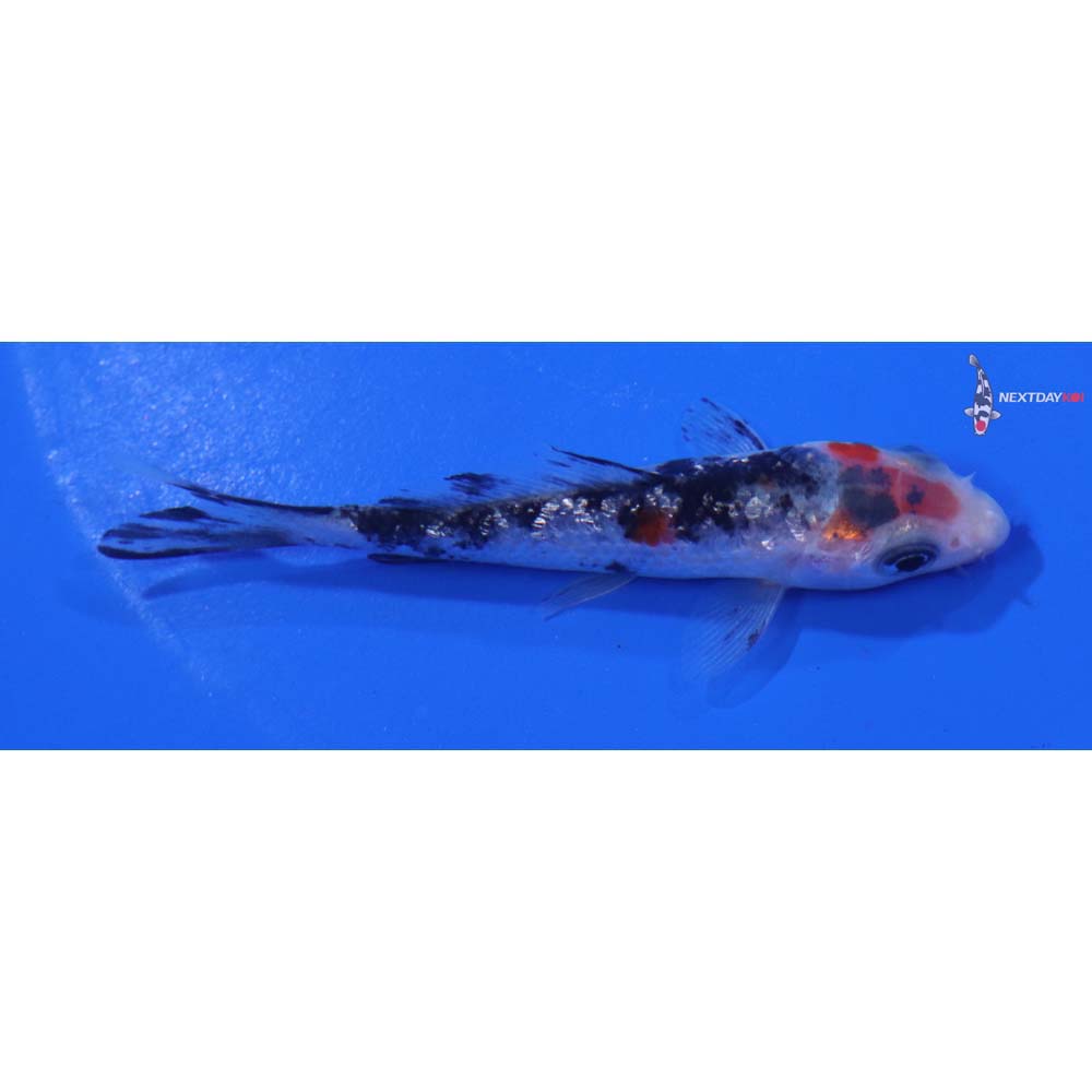 3.5” Imported Gin Rin Sanke