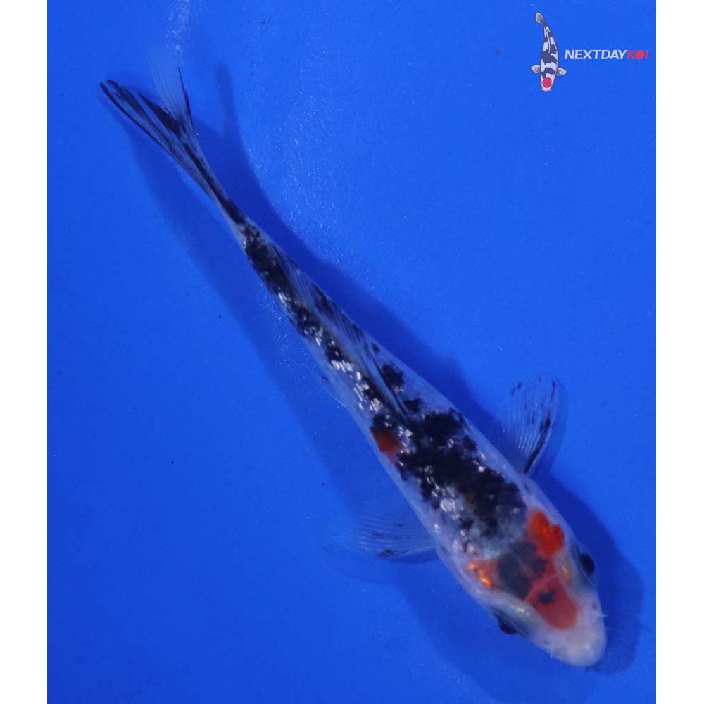 3.5” Imported Gin Rin Sanke
